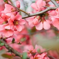 Cherry Blossom (PG) 15ml
